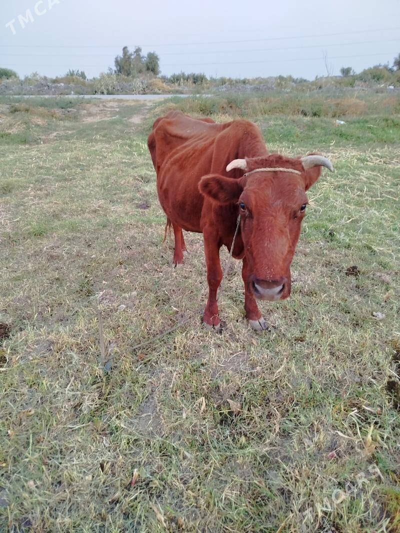 sygyr - Туркменабат - img 4