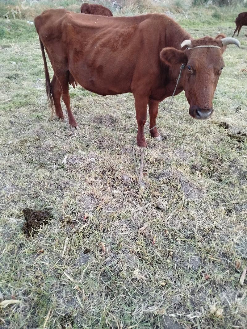 sygyr - Туркменабат - img 3