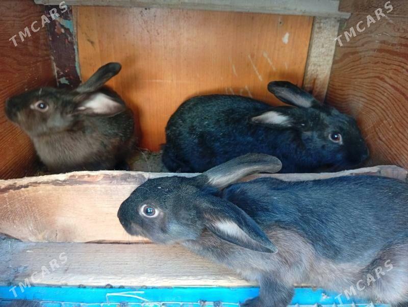 towsan - Çoganly - img 2