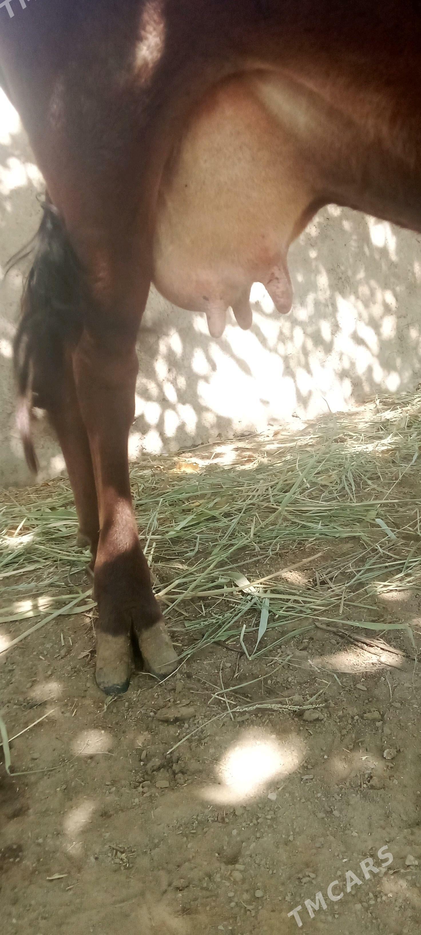 Sygyr - Бахарден - img 1