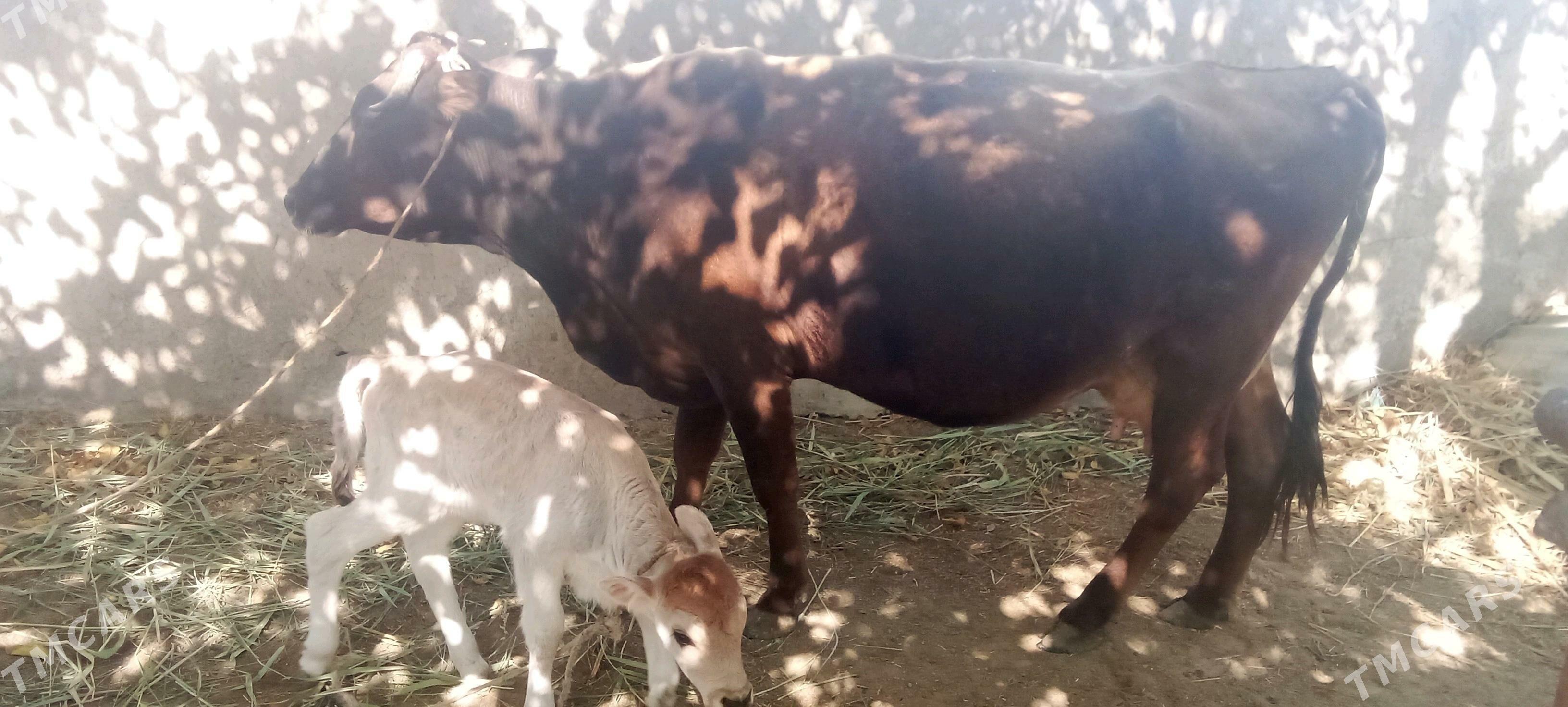 Sygyr - Бахарден - img 2