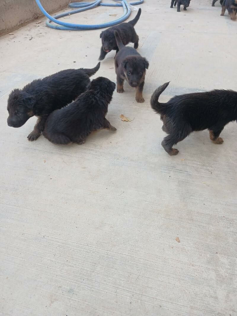 Afçarka - Туркменабат - img 8