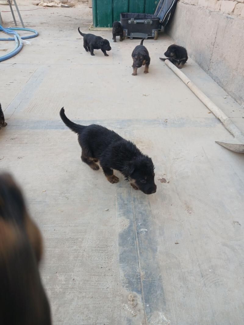 Afçarka - Туркменабат - img 10