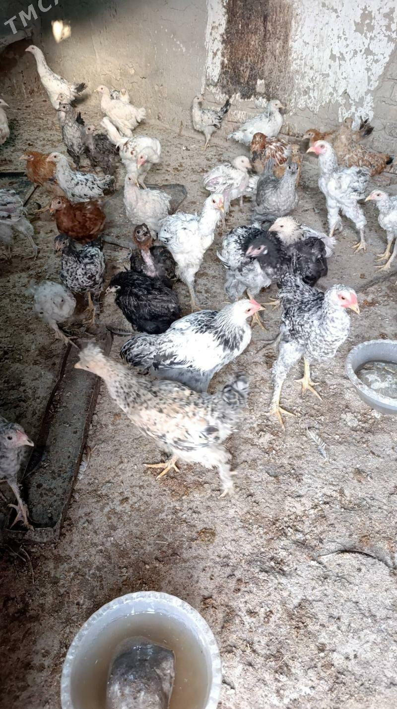 jüje - Кака - img 3