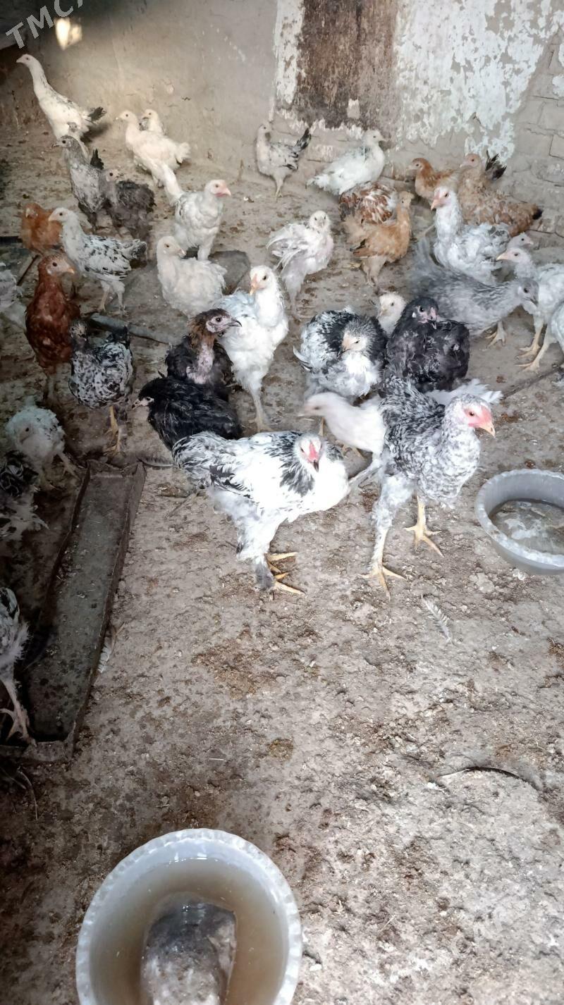 jüje - Кака - img 1