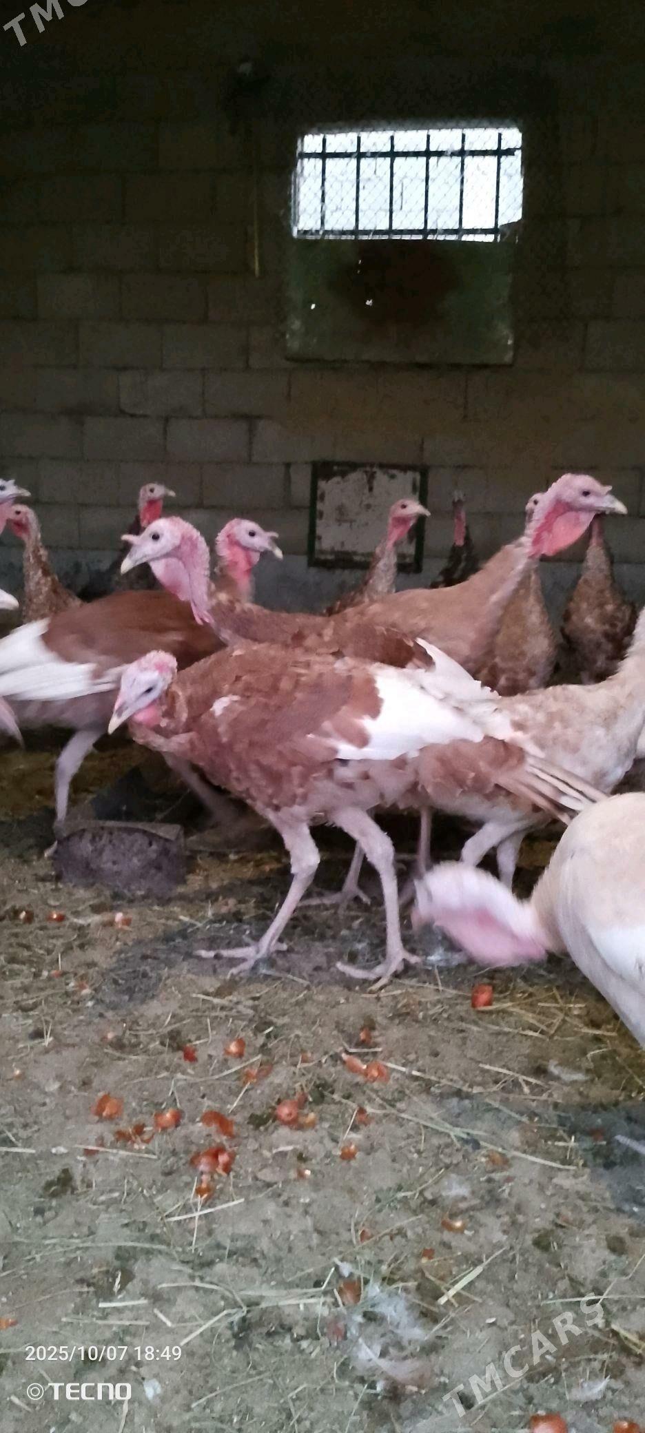 Induk jüje - Gökdepe - img 3