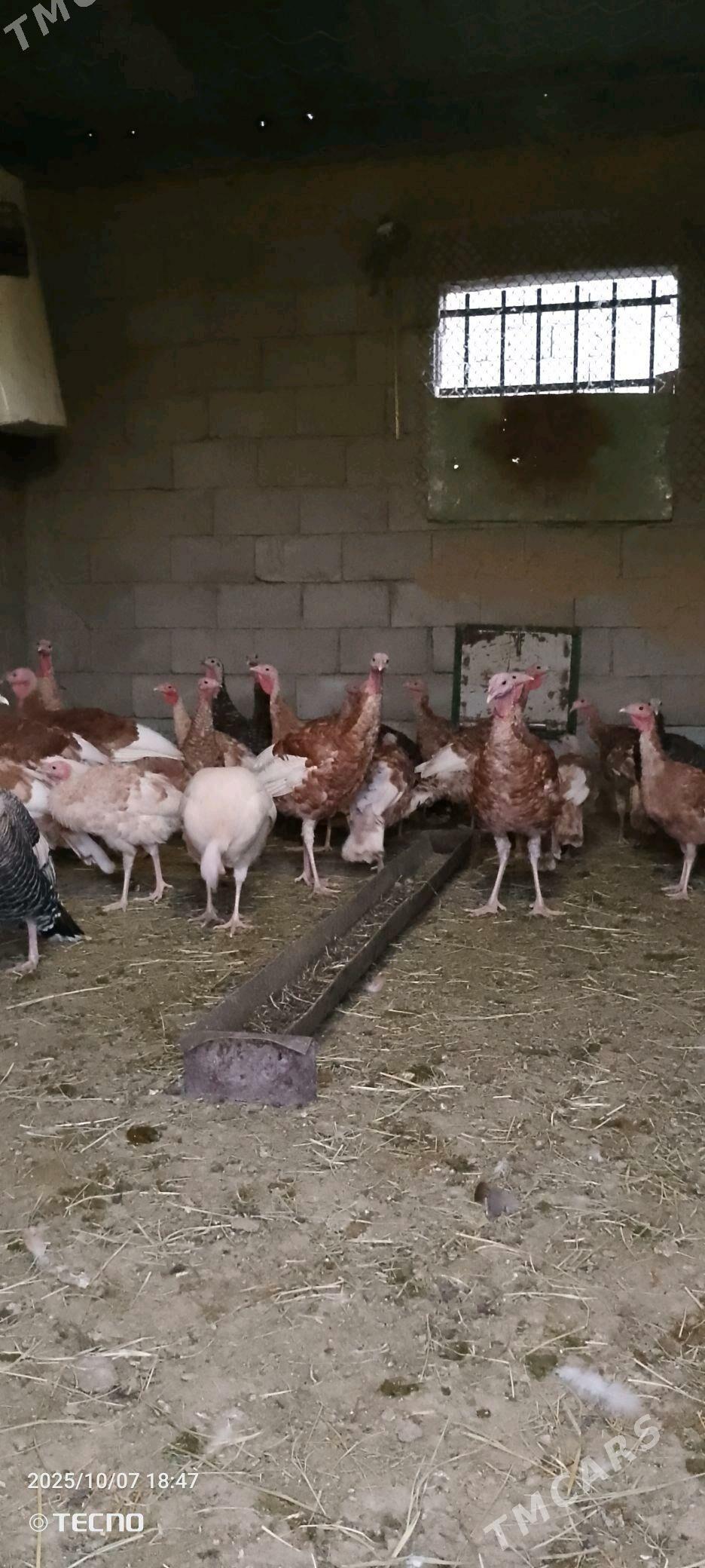 Induk jüje - Gökdepe - img 2