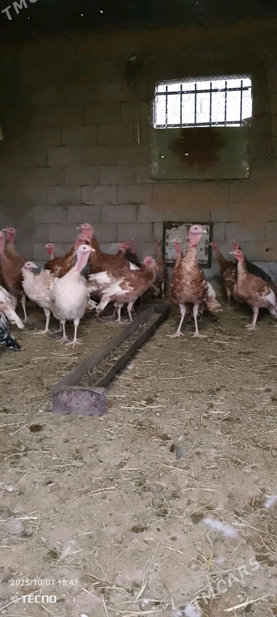 Induk jüje - Gökdepe - img 1