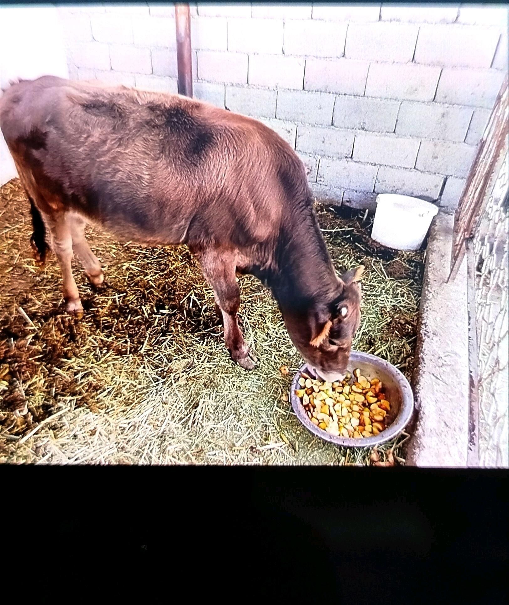 gole - Гёкдепе - img 1