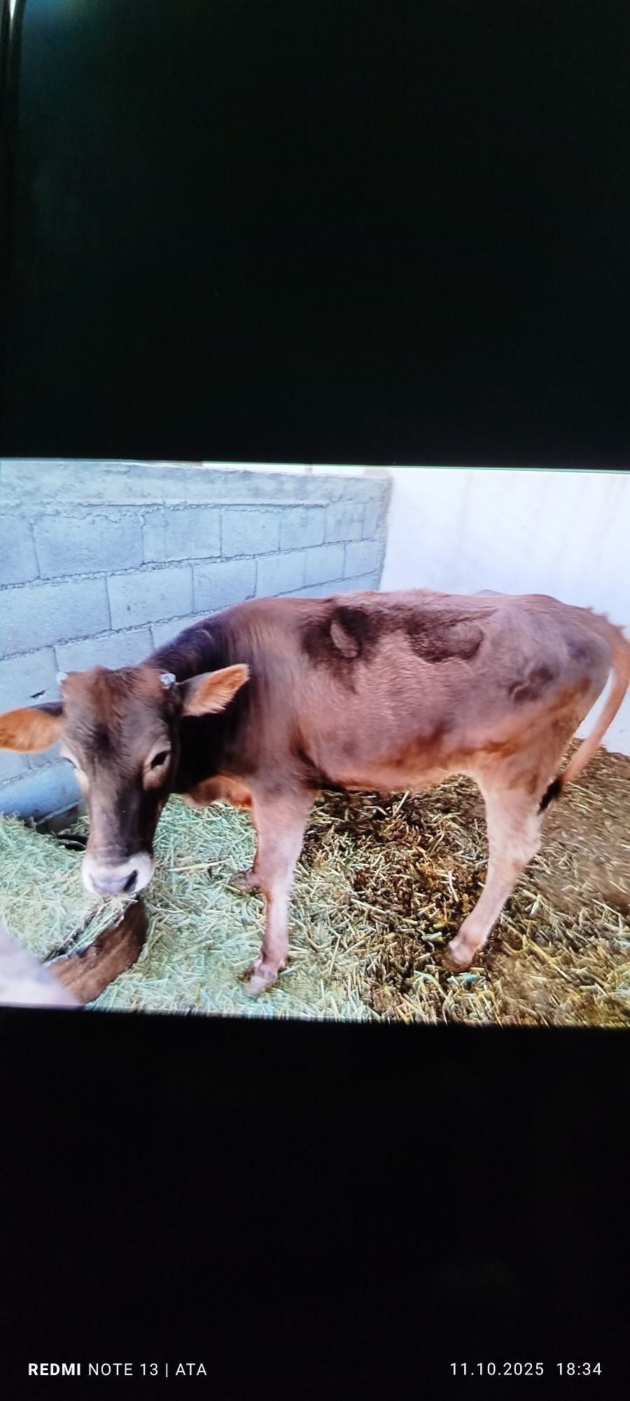 gole - Гёкдепе - img 2