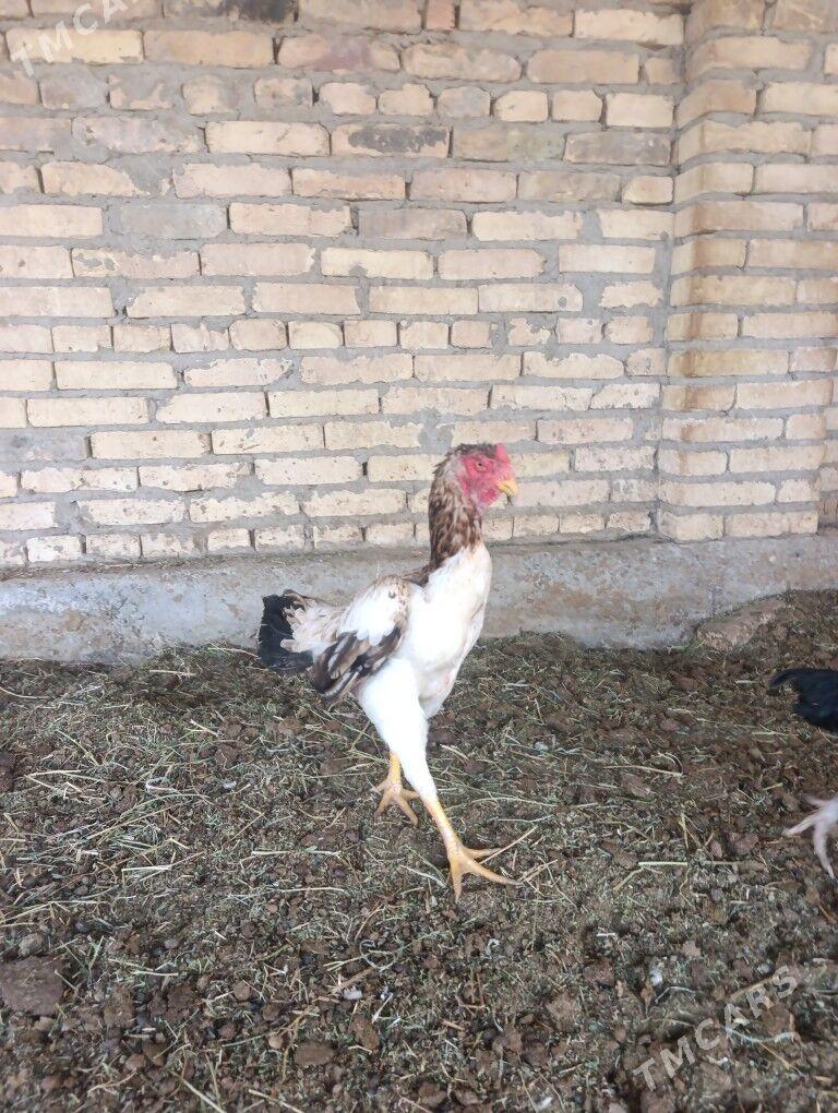 Özbek vs brazil - Чарджоу - img 1