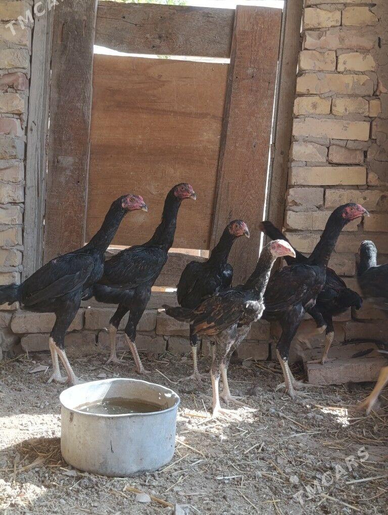 Özbek vs brazil - Чарджоу - img 2