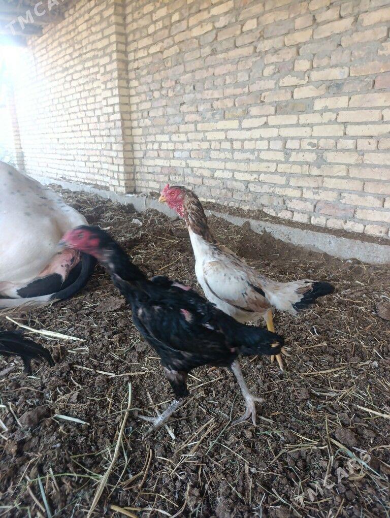 Özbek vs brazil - Чарджоу - img 5