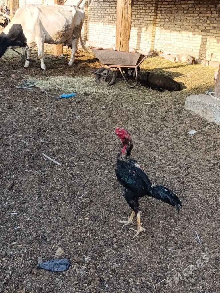 Özbek vs brazil - Чарджоу - img 3