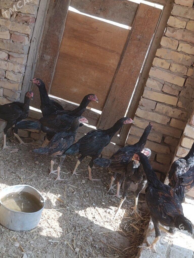 Özbek vs brazil - Чарджоу - img 6