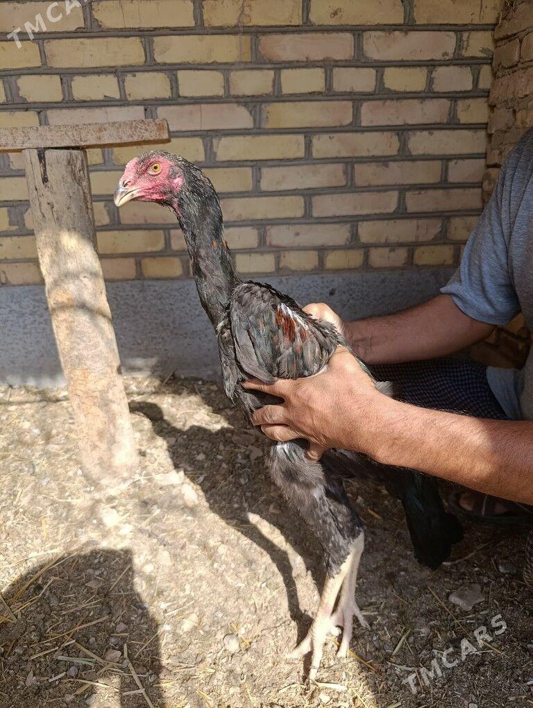 Özbek vs brazil - Чарджоу - img 7