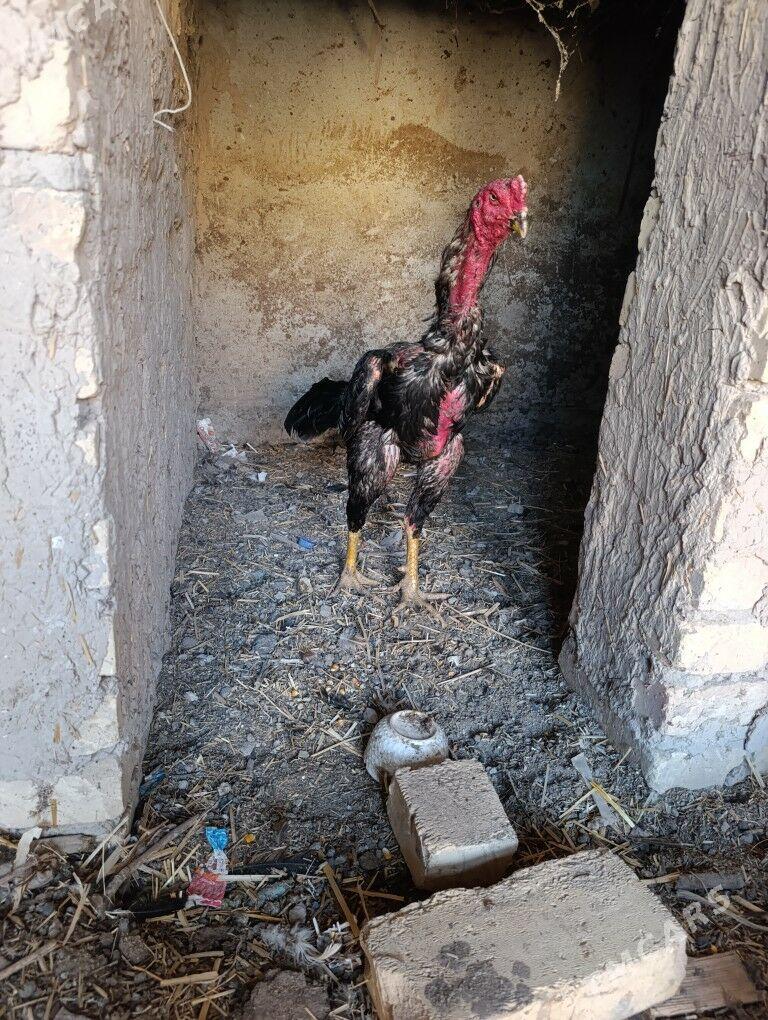 Özbek vs brazil - Чарджоу - img 4