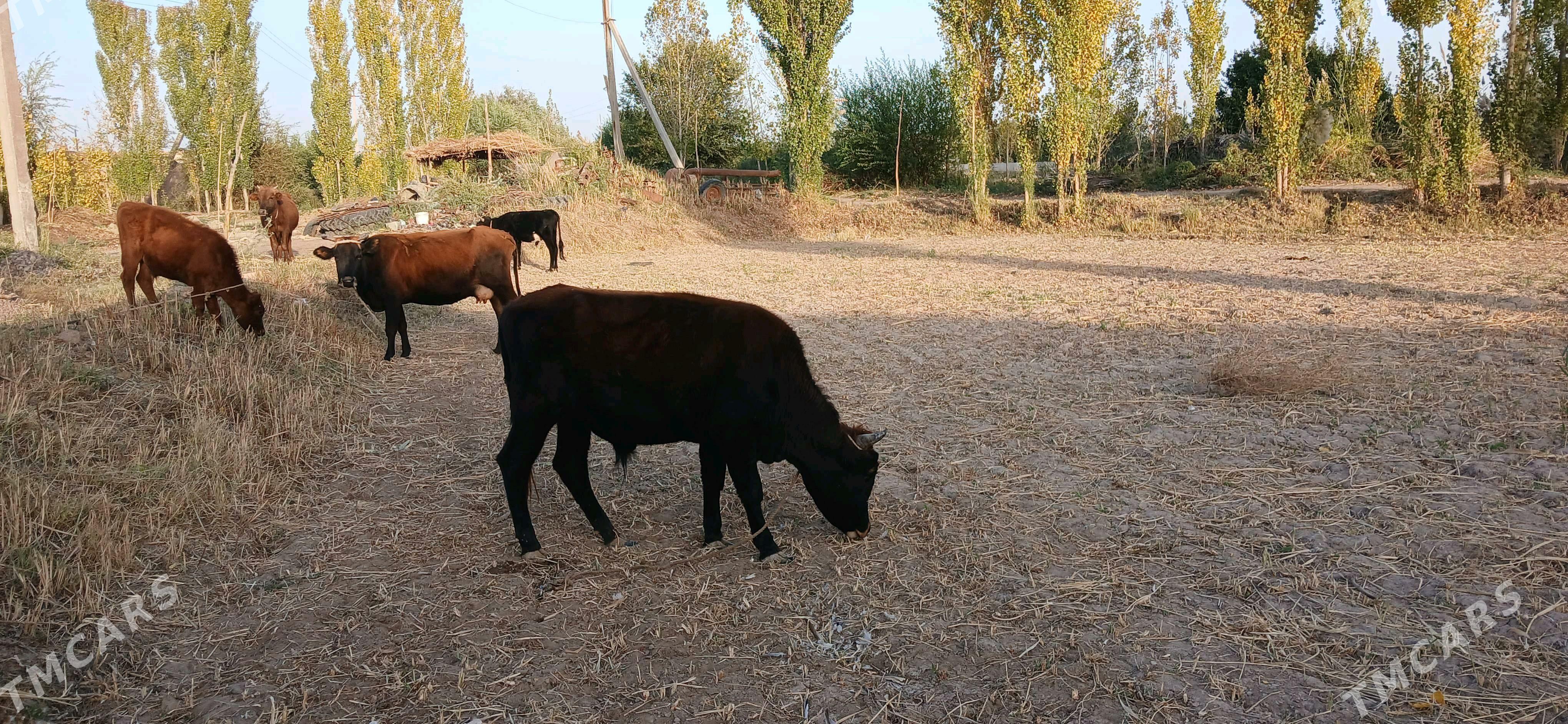 окуз - Губадаг - img 2