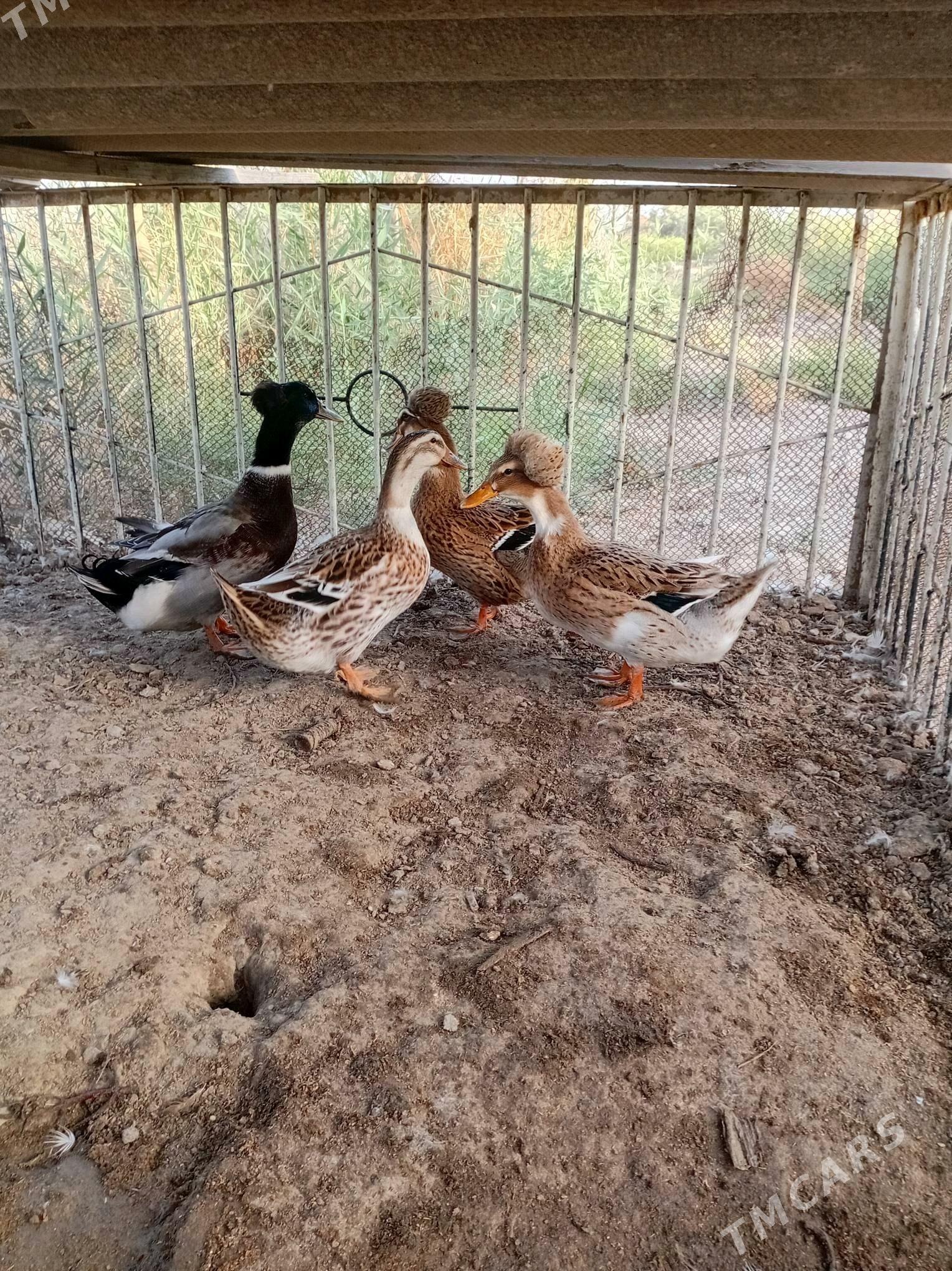 Yasyl waş Ördek - Mary - img 2