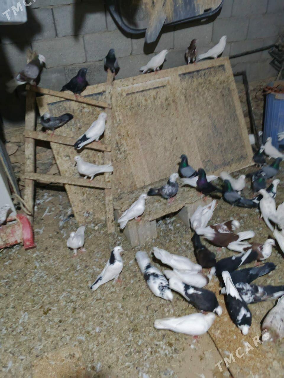 Kepderi - Gyzylarbat - img 1