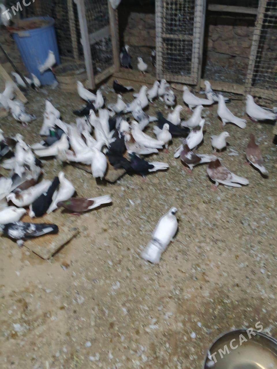 Kepderi - Gyzylarbat - img 6