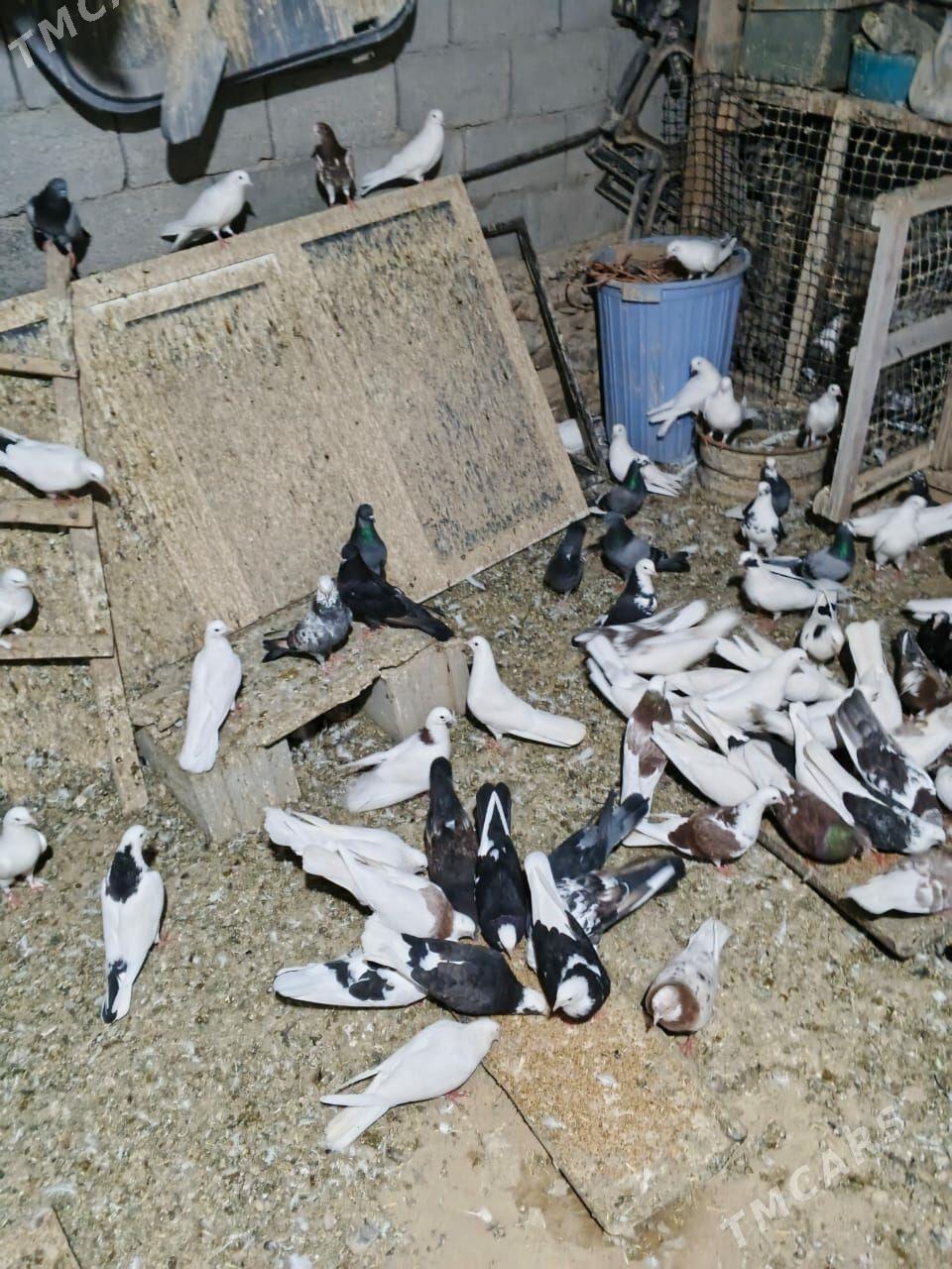 Kepderi - Gyzylarbat - img 3