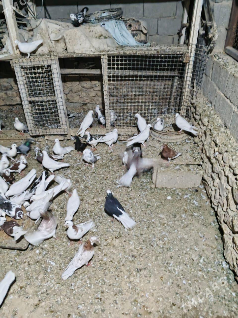 Kepderi - Gyzylarbat - img 4