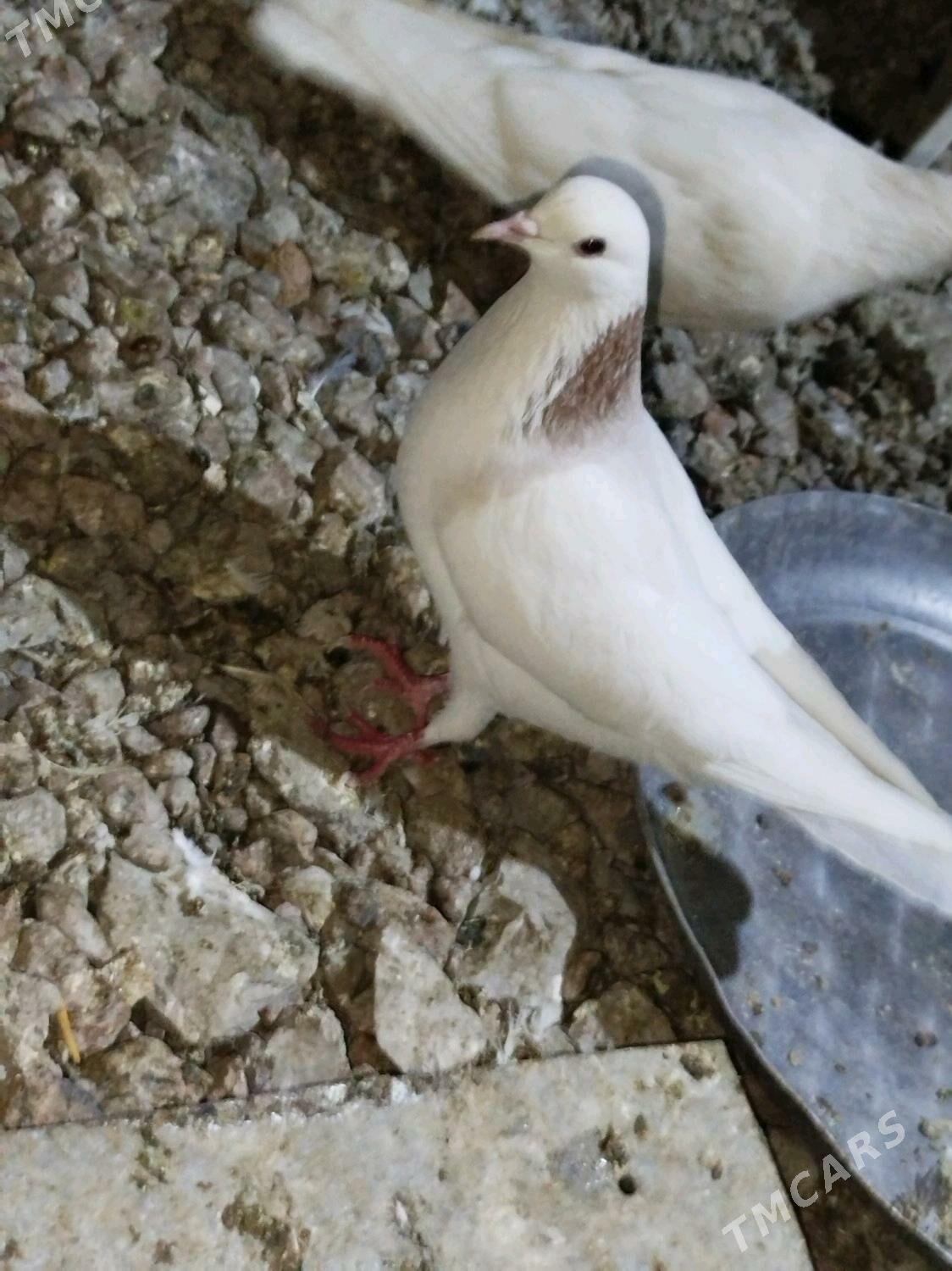 Kepderi - Podwoýski köç. (Bitarap Türkmenistan şaýoly) - img 1