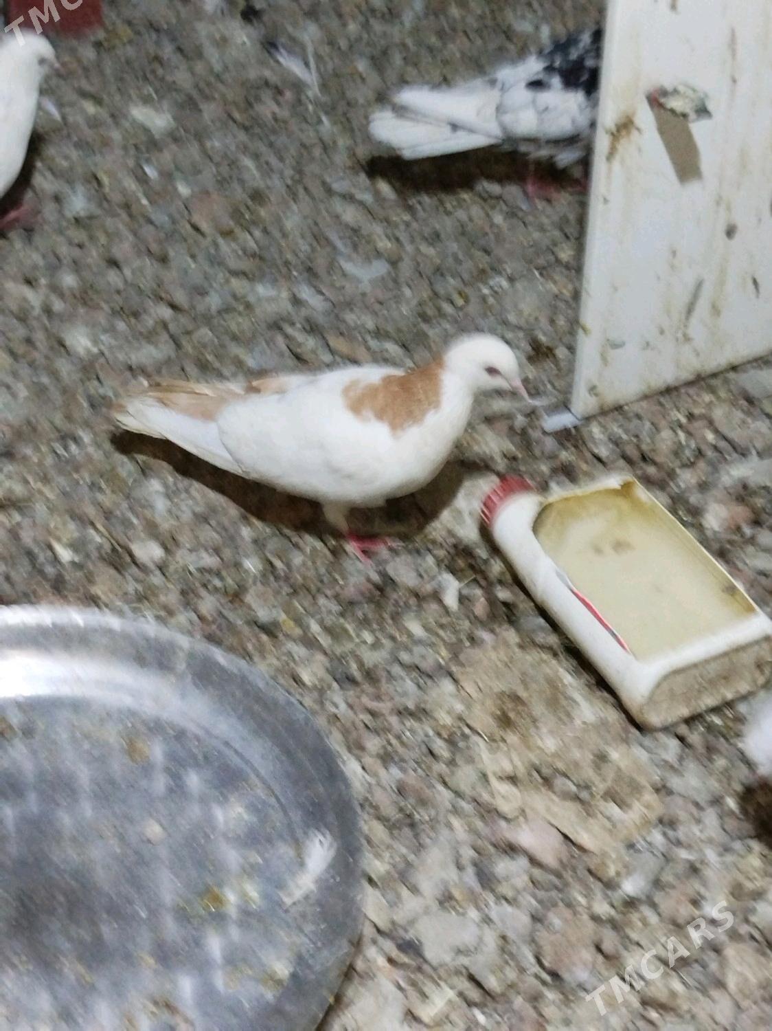 Kepderi - Podwoýski köç. (Bitarap Türkmenistan şaýoly) - img 7