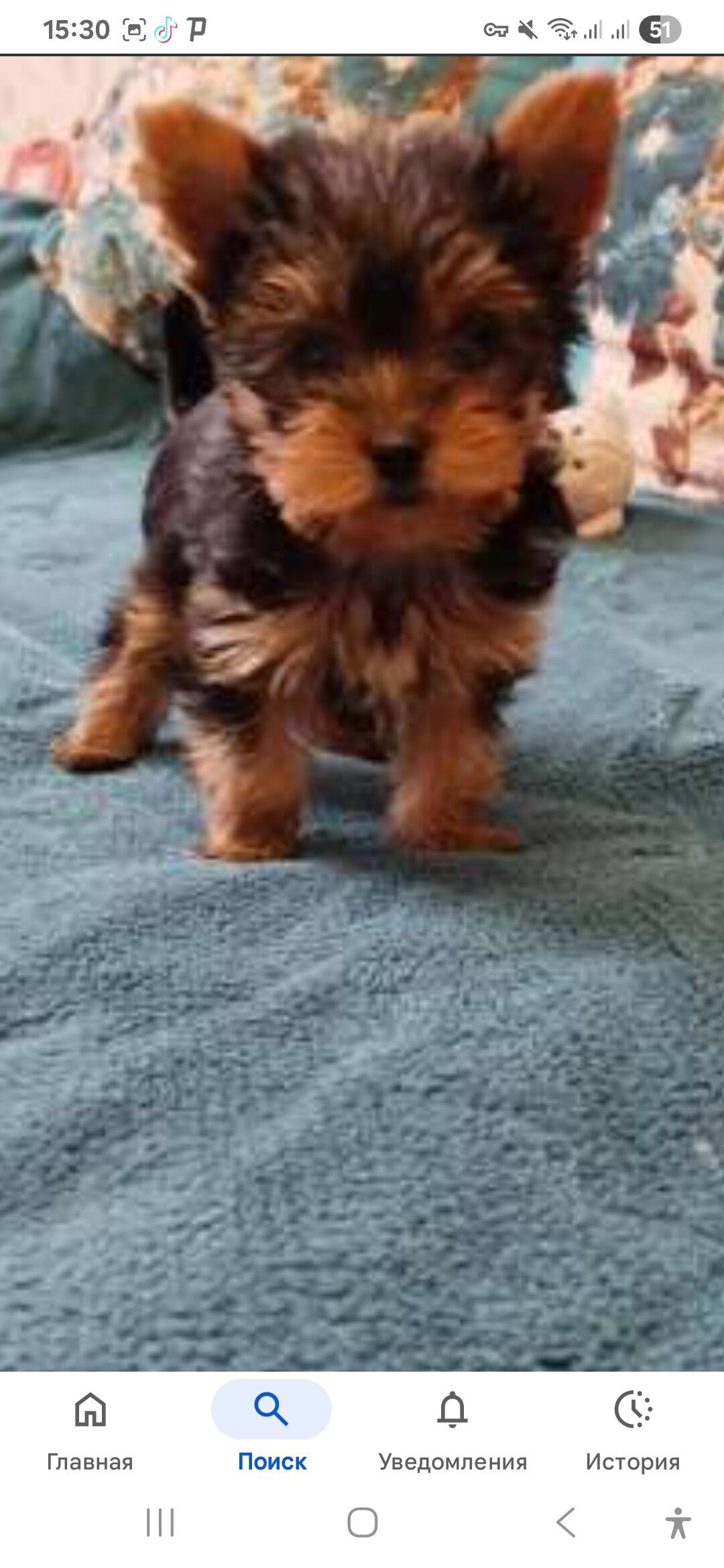 йоркширстский терьер 4 месяца - Ашхабад - img 2