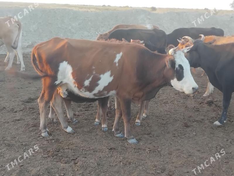 GYSYR SYGYRLAR - Bereket - img 1