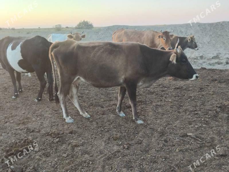 GYSYR SYGYRLAR - Bereket - img 4