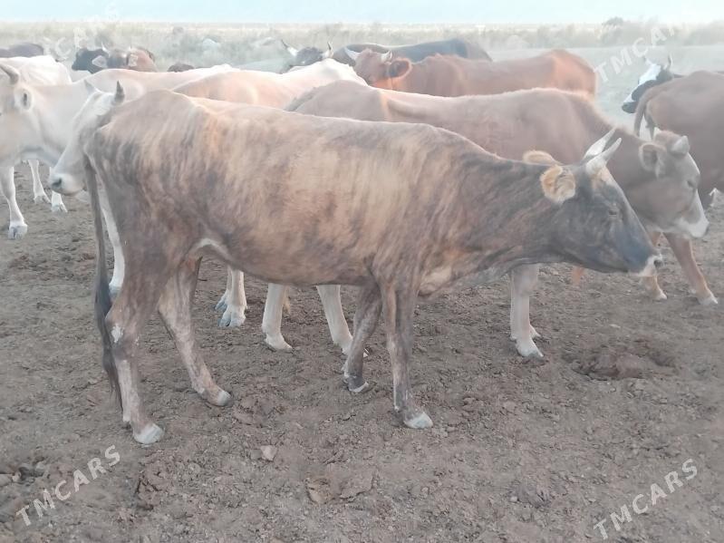 GYSYR SYGYRLAR - Bereket - img 3