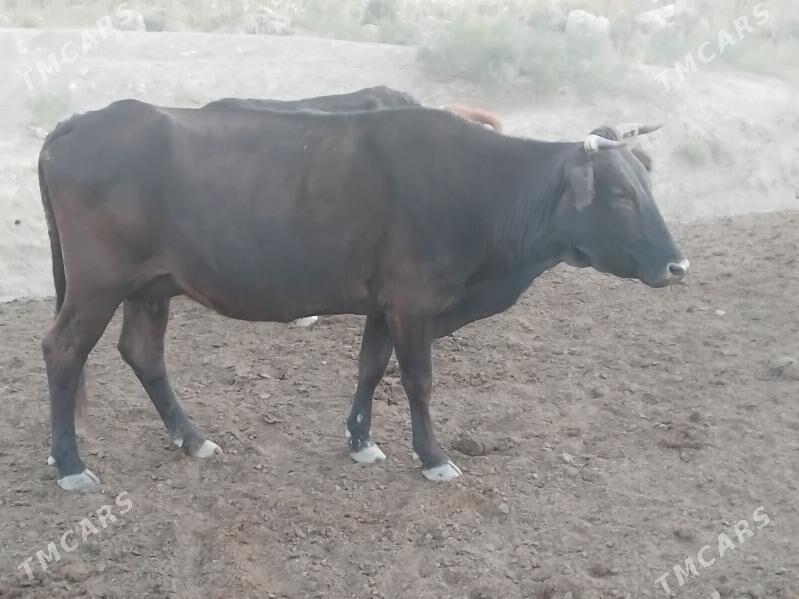 GYSYR SYGYRLAR - Bereket - img 5