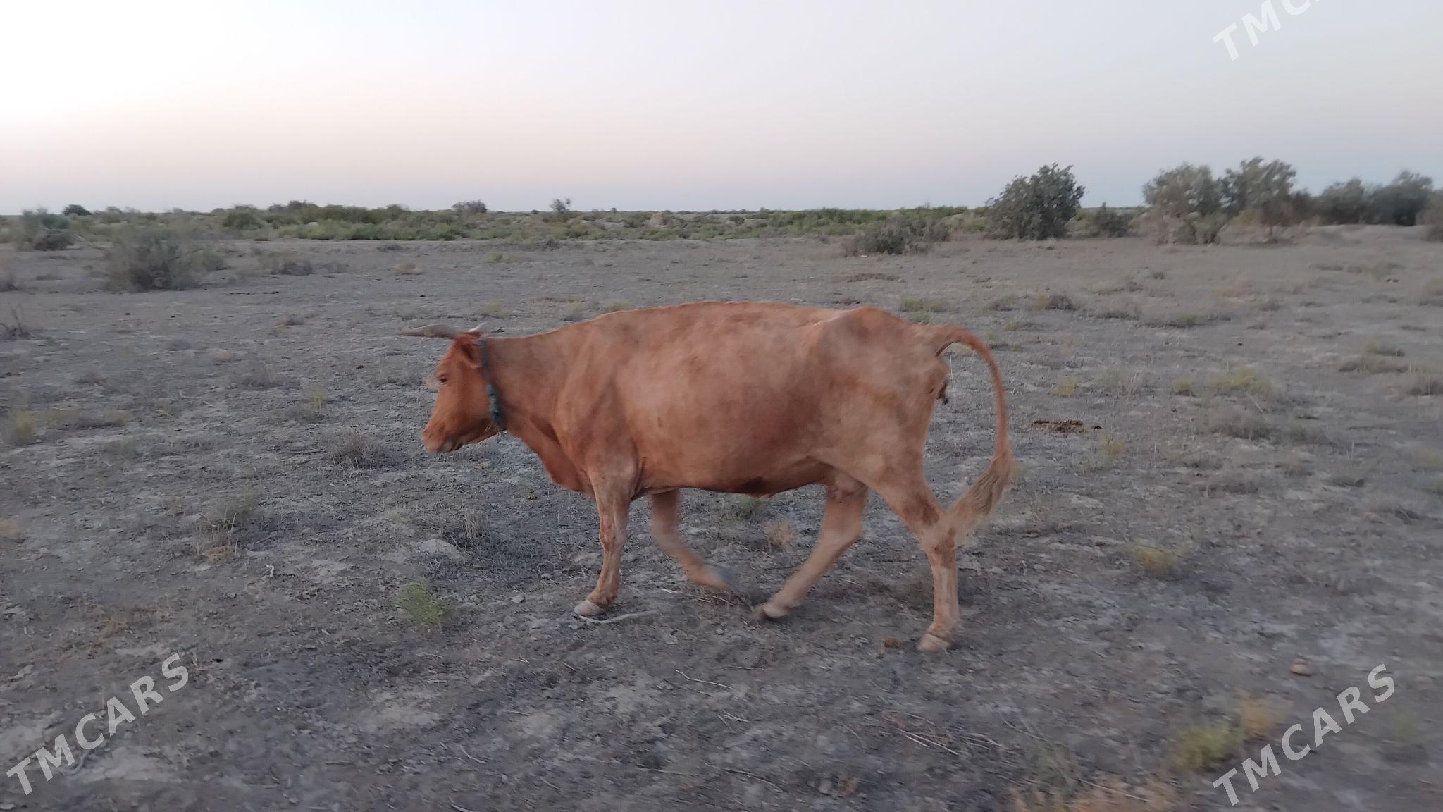 GYSYR SYGYRLAR - Bereket - img 2