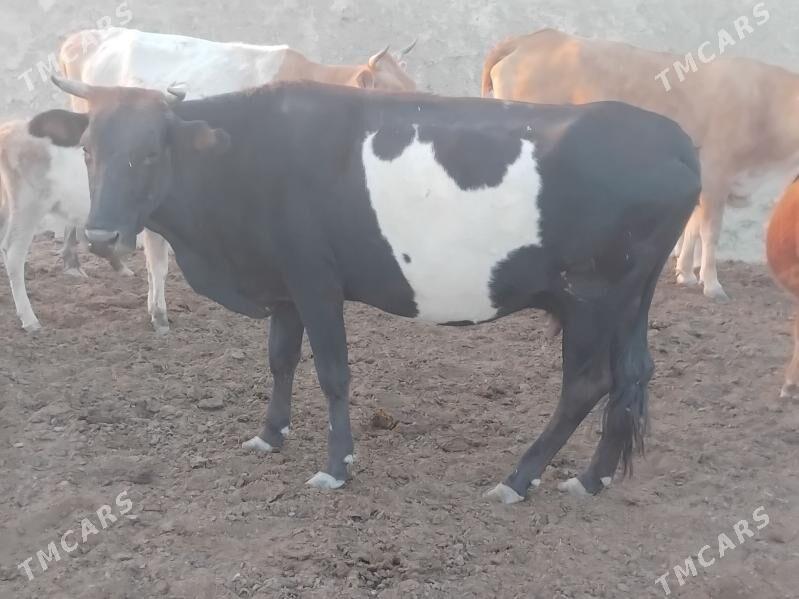 GYSYR SYGYRLAR - Bereket - img 6