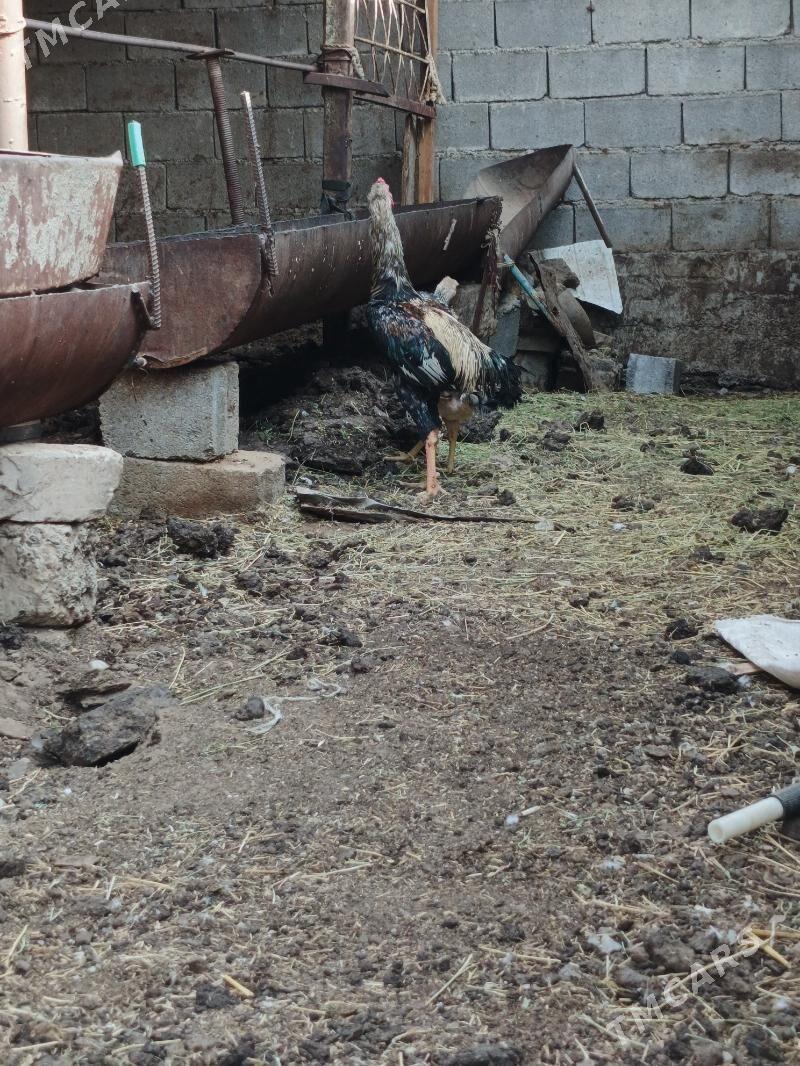 Taşkent horaz - Garadamak - img 4