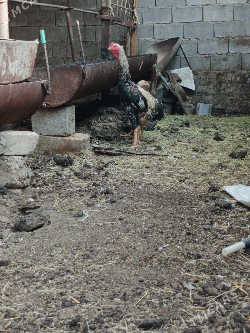 Taşkent horaz - Garadamak - img 6