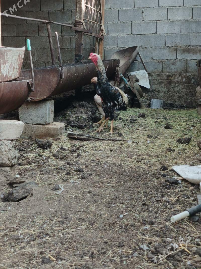 Taşkent horaz - Garadamak - img 3