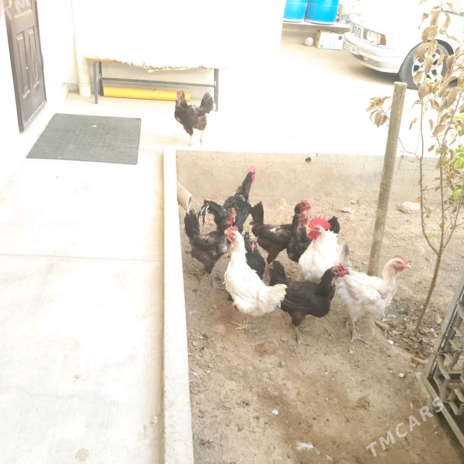 Jerski gigant towugy - Гёкдепе - img 2