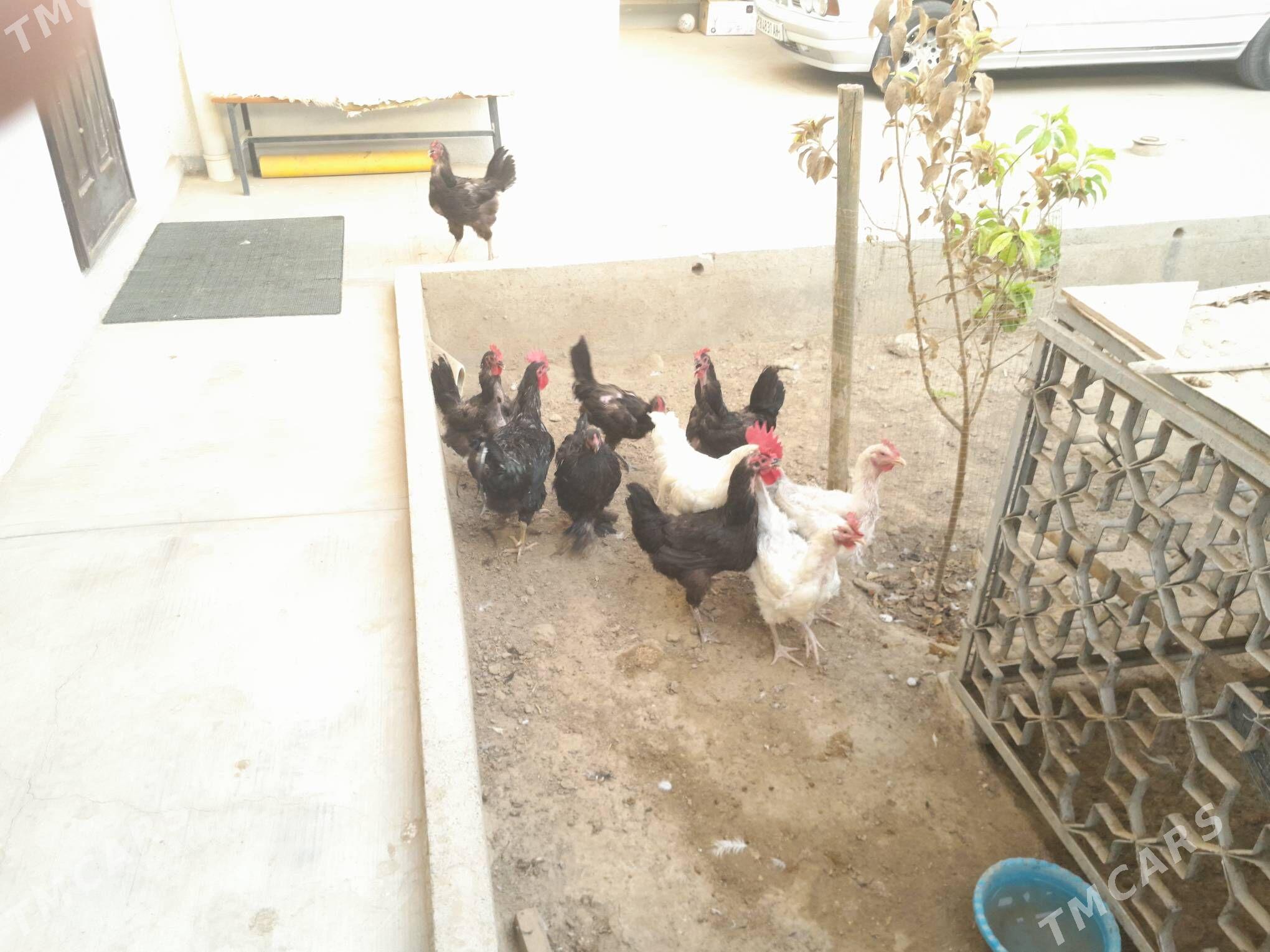 Jerski gigant towugy - Гёкдепе - img 1