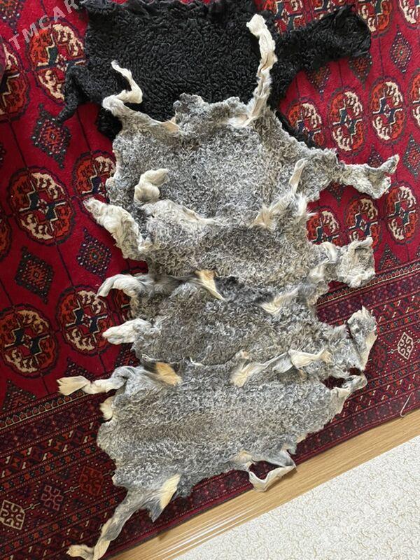 bagana - Aşgabat - img 3