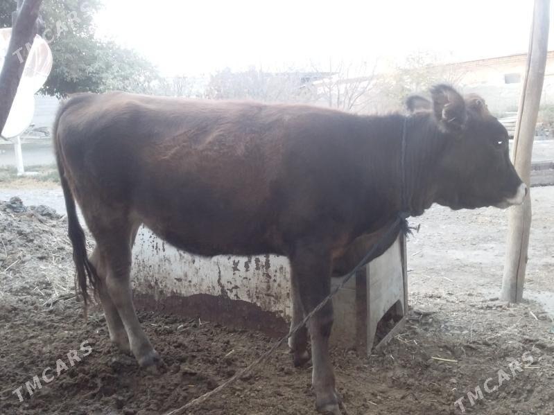 tüwe - Бахарден - img 1