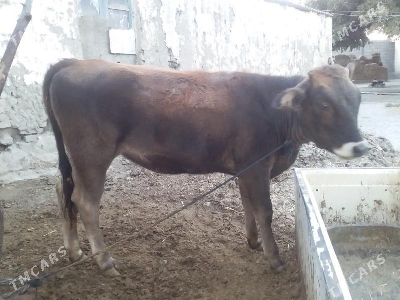 tüwe - Бахарден - img 3