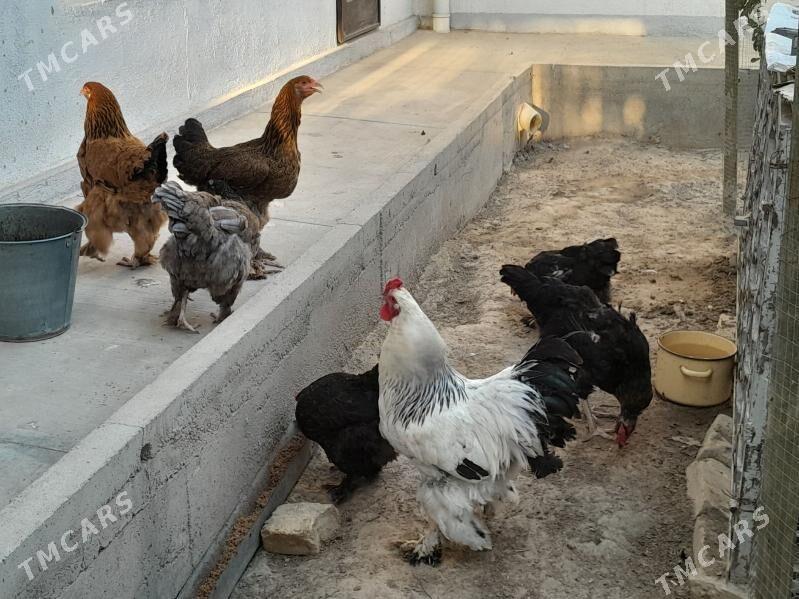 Brama towuklary - Гёкдепе - img 2