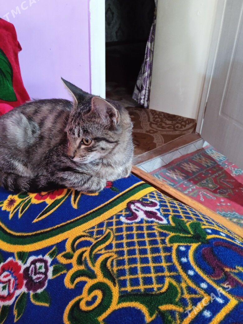 Pishik domashniy - Туркменабат - img 2