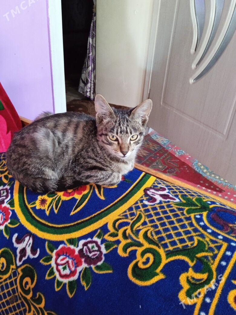 Pishik domashniy - Туркменабат - img 3