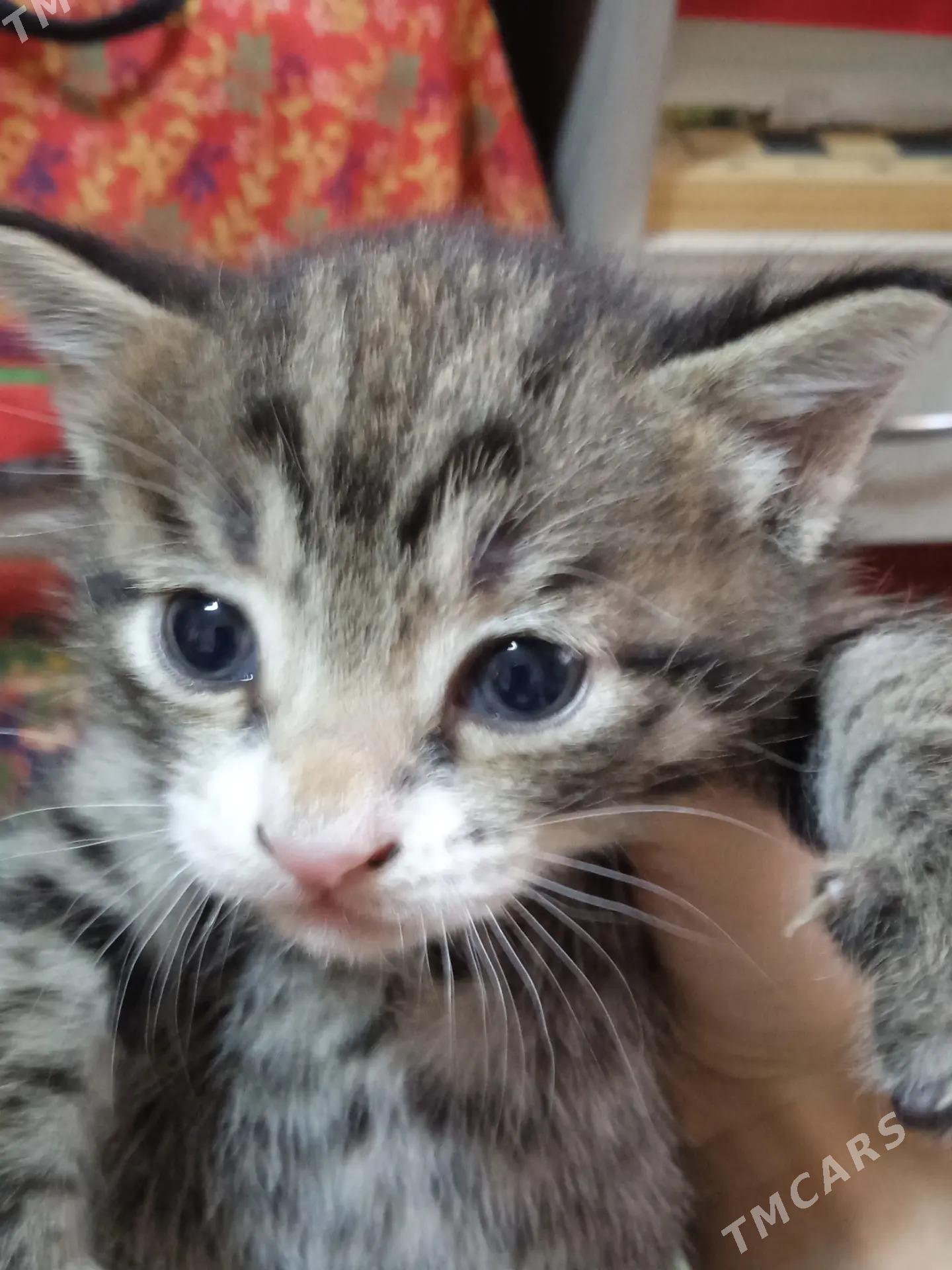 котята от домашней кошки - Бузмеин ГРЭС - img 1