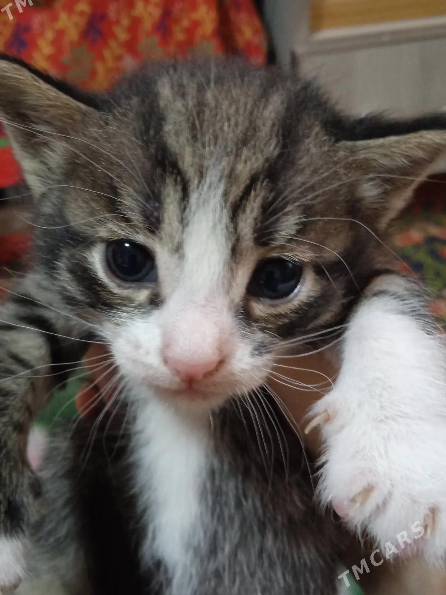 котята от домашней кошки - Бузмеин ГРЭС - img 2