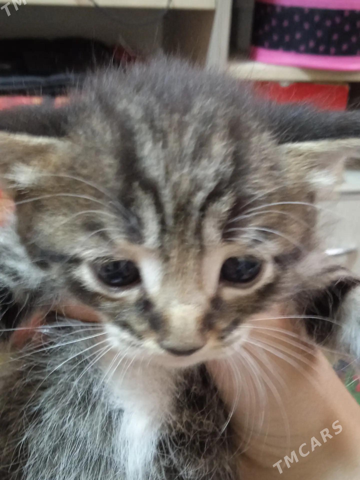 котята от домашней кошки - Бузмеин ГРЭС - img 3